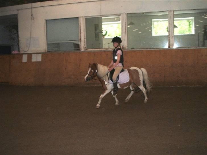 Shetlænder Diana *SOLGT* - trav billede 10