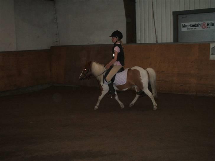 Shetlænder Diana *SOLGT* - ooog... trav billede 11