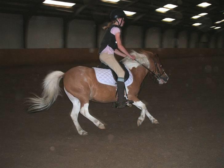 Shetlænder Diana *SOLGT* - den lille fræser...!...hihi billede 12