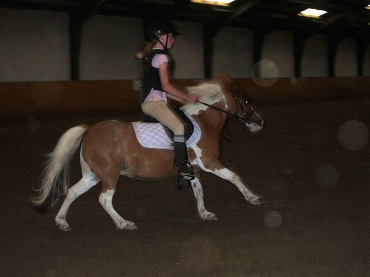 Shetlænder Diana *SOLGT* - i fuld galop!!!.... ved godt den er forkert... hun skal først lige lære det :-) <3 billede 13