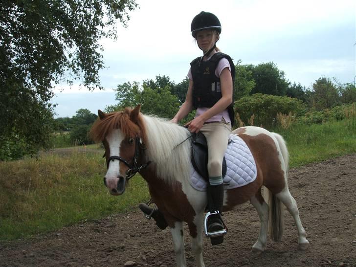 Shetlænder Diana *SOLGT* - på tur billede 14