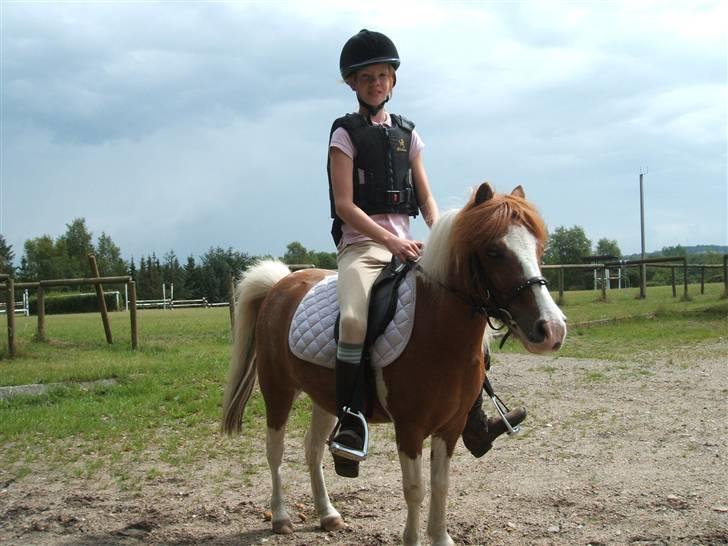 Shetlænder Diana *SOLGT* - ude billede 15