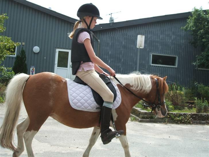 Shetlænder Diana *SOLGT* - ude billede 16