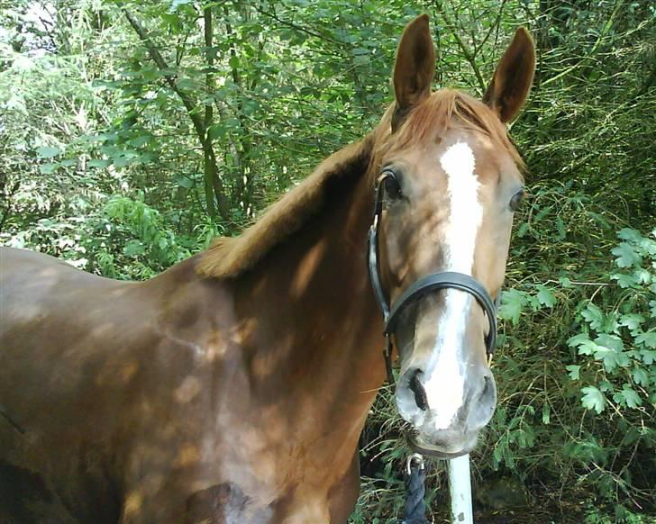 Hollandsk Varmblod ¤ Vlo ¤ billede 9