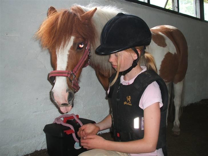 Shetlænder Diana *SOLGT* - mums, dine hænder smager godt :-) billede 17