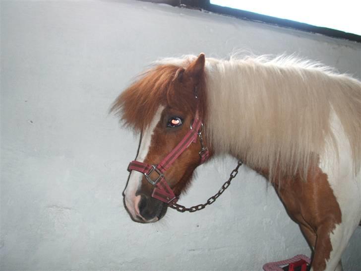 Shetlænder Diana *SOLGT* - i stalden igen... billede 18