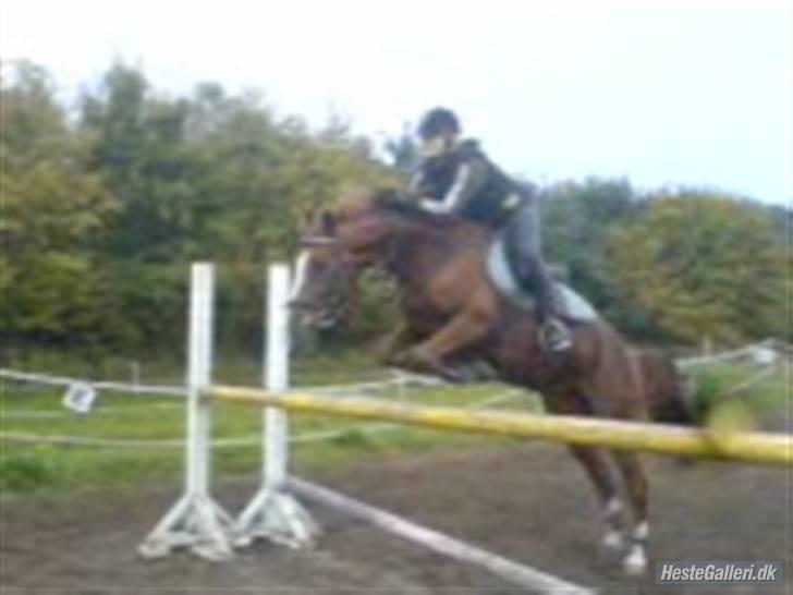 Hollandsk Varmblod ¤ Vlo ¤ billede 11