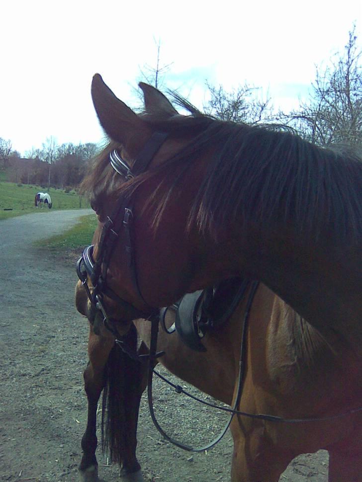 Traver Unna *Aflivet* :'( - Nææ, sker der noget mere spændende deromme? :D billede 10