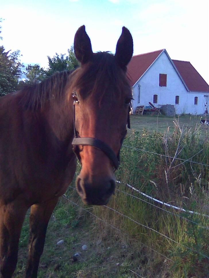 Traver Unna *Aflivet* :'( - Smukke Unna i solnedgangen :) billede 11