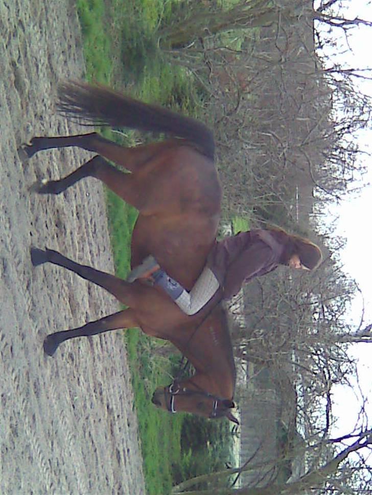 Traver Unna *Aflivet* :'( - En af de få gange, jeg red Unna. Det var lige i starten. billede 12