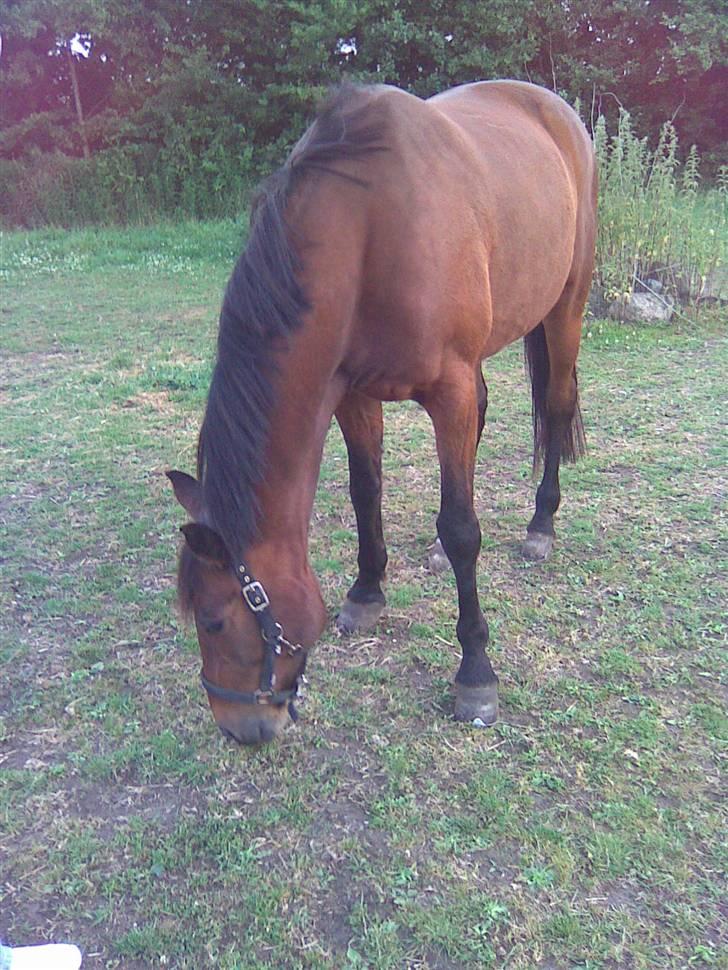 Traver Unna *Aflivet* :'( billede 13