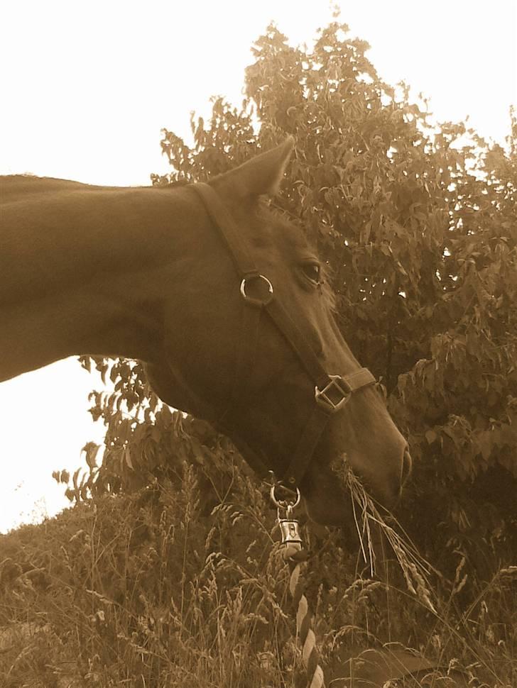 Traver Unna *Aflivet* :'( - Smukke Unna. Billedet er taget nedefra.  billede 14