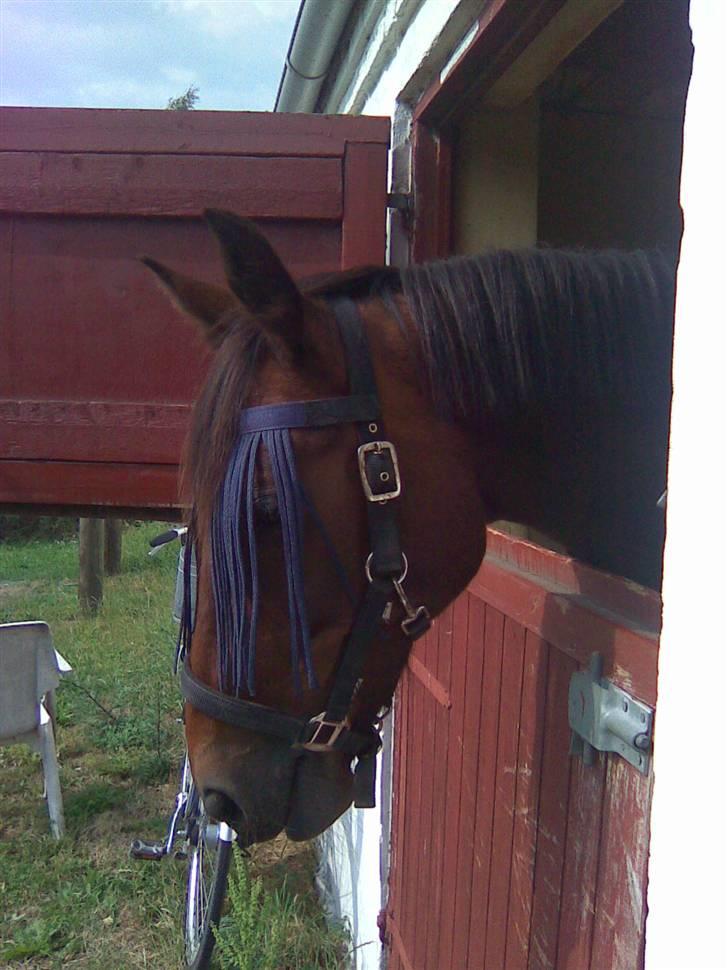 Traver Unna *Aflivet* :'( - Se, hvor fin jeg er. Kigger ud af boksen. billede 15