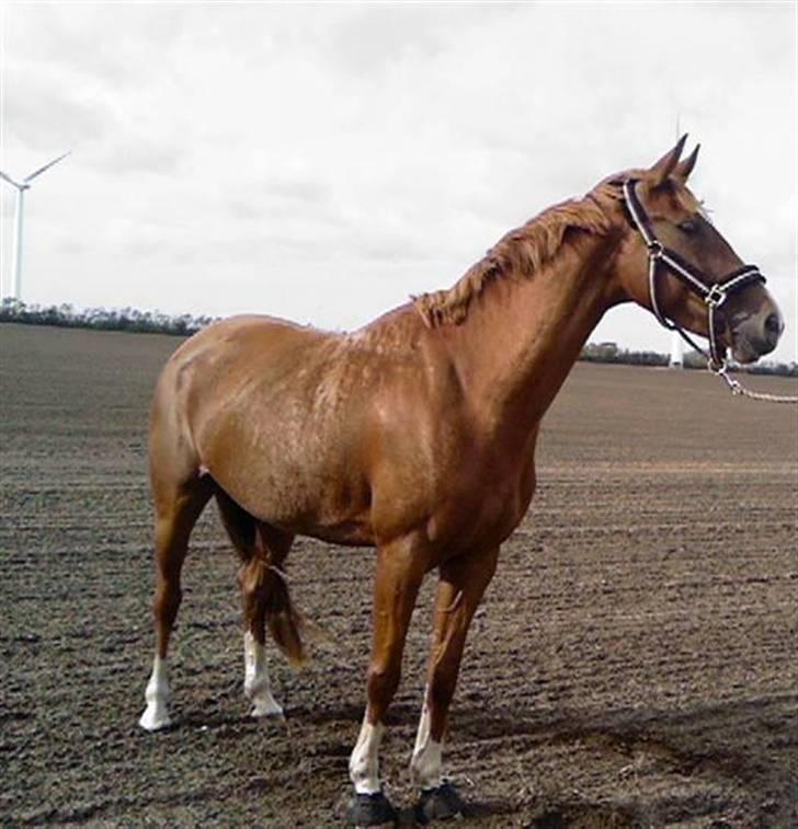 Hollandsk Varmblod ¤ Vlo ¤ billede 14