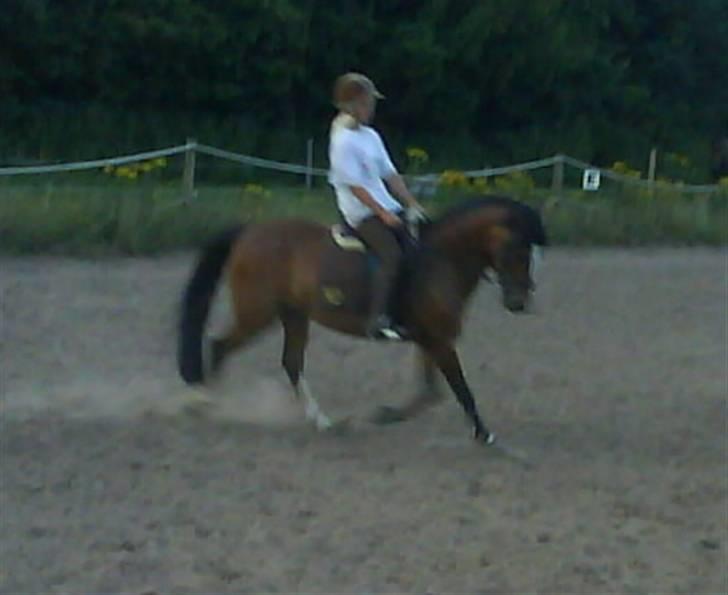 Hollandsk Sportspony Idem dito (solgt) - Hyppe´lotte :) billede 15