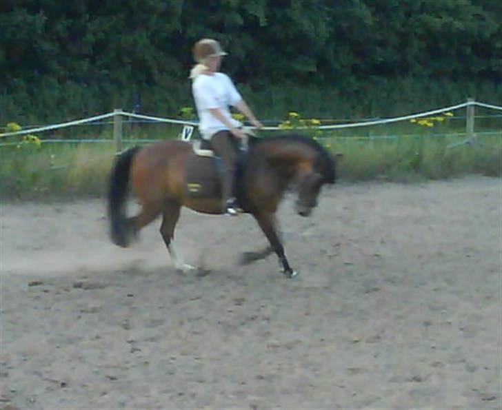 Hollandsk Sportspony Idem dito (solgt) - Lidt dressur ..<3 billede 16