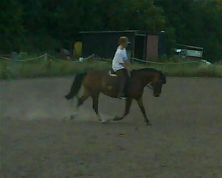 Hollandsk Sportspony Idem dito (solgt) - Og igen :b billede 17