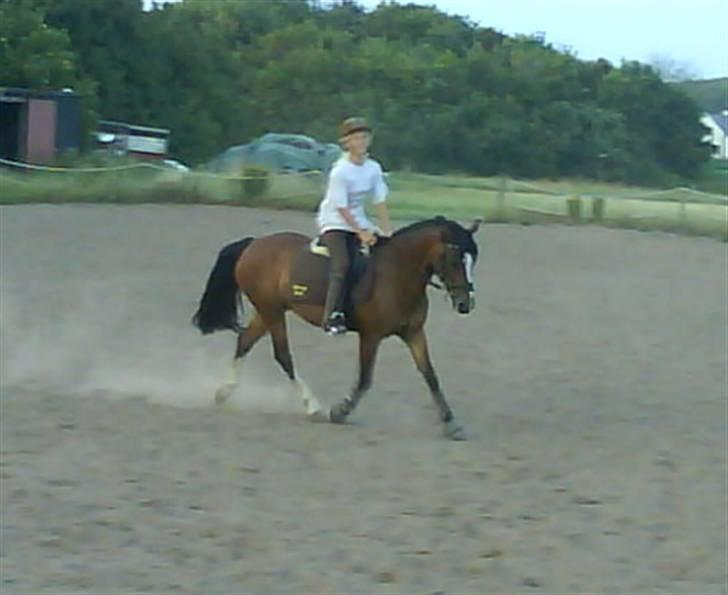 Hollandsk Sportspony Idem dito (solgt) - Slutningen af en volte ;D billede 18