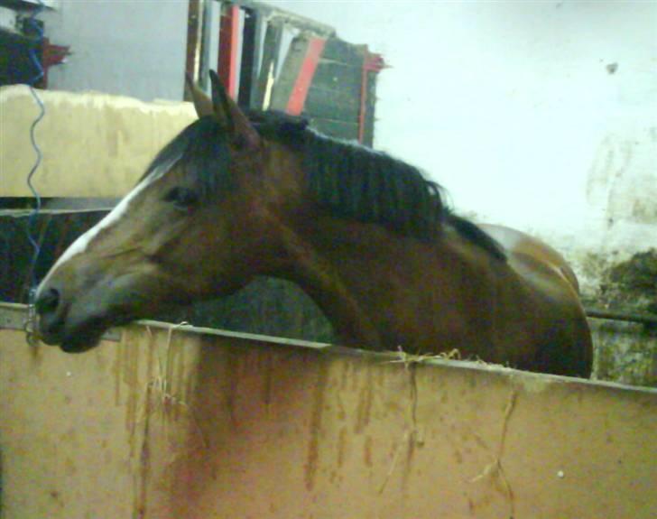 Hollandsk Sportspony Idem dito (solgt) - Tøsen i sin boks :) billede 19