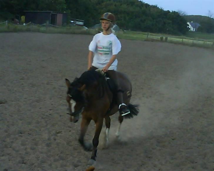 Hollandsk Sportspony Idem dito (solgt) - Liige et sidste dressurbillede ;) billede 20