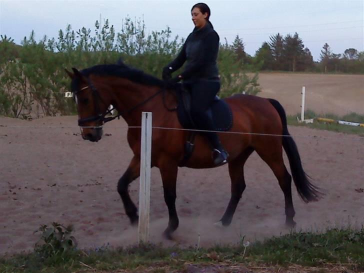 Dansk Varmblod Hannibald RIP - Lidt dressur træning billede 16