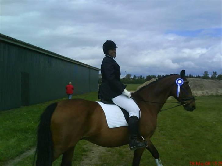 Dansk Varmblod Hannibald RIP - 2 plads LC1(dressur) billede 17