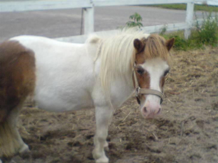 Shetlænder fanny( aflivet):( billede 8