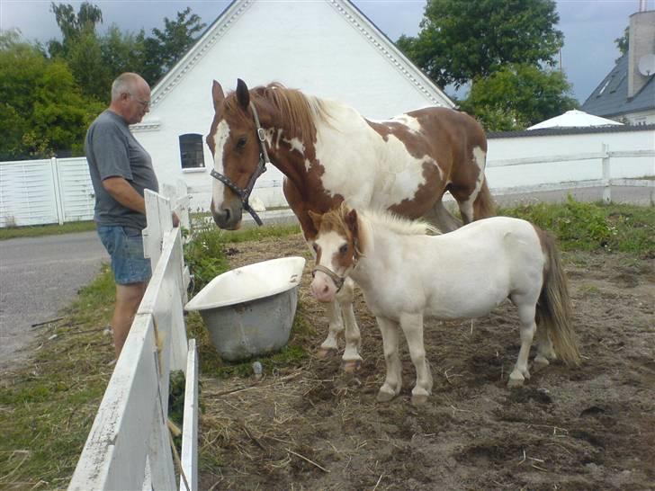 Shetlænder fanny( aflivet):( - fanny og magnus :) billede 9