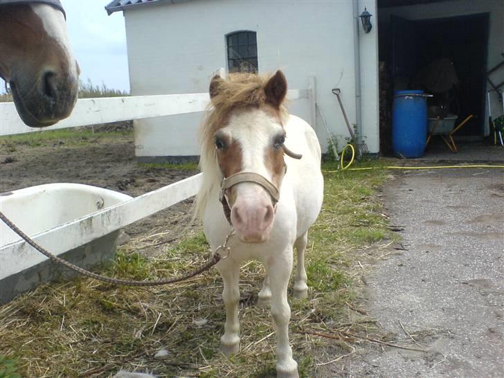 Shetlænder fanny( aflivet):( billede 10
