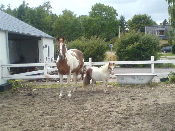 Shetlænder fanny( aflivet):( - fanny og magsus igen  billede 11