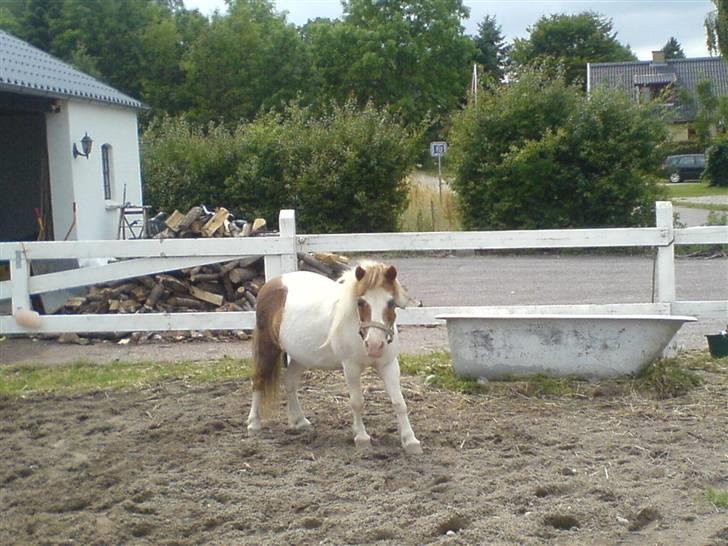 Shetlænder fanny( aflivet):( billede 12