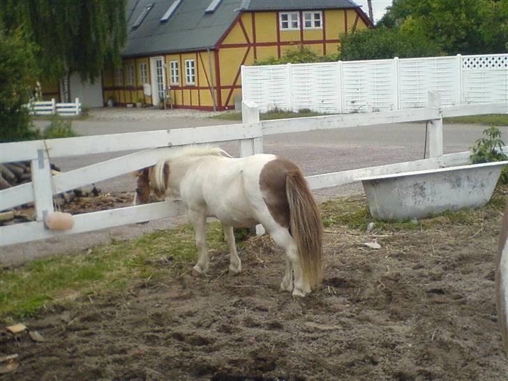 Shetlænder fanny( aflivet):( billede 13
