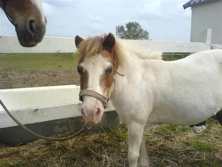 Shetlænder fanny( aflivet):( billede 14