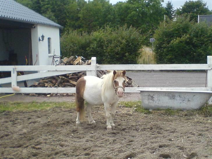 Shetlænder fanny( aflivet):( billede 15