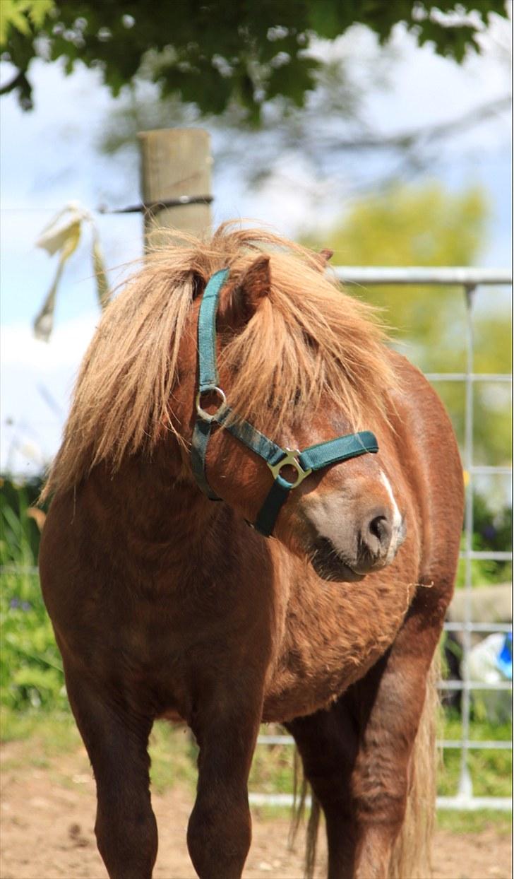 Shetlænder Lukas  - Lukas 27/5-10 Foto: mig billede 11