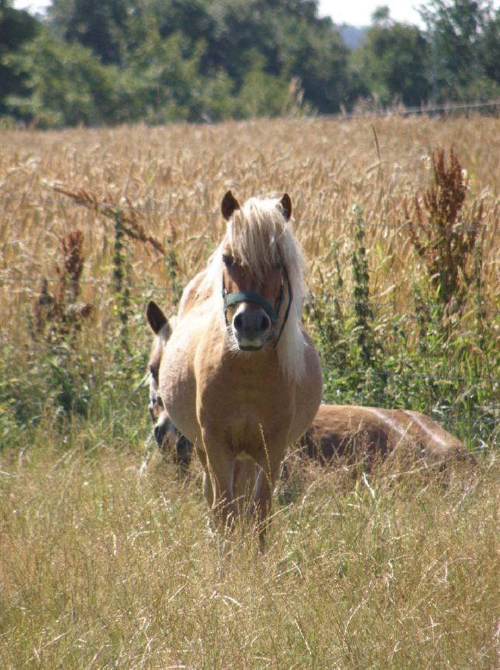 Shetlænder Mulle - Mulle på folden med Lukas i Baggrunden - Taget den 1/8-08 Foto: Pia L billede 9