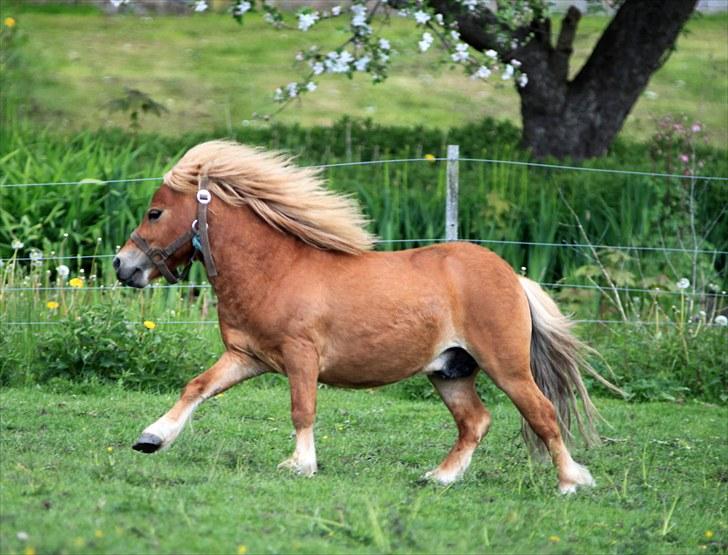 Shetlænder Mulle - Mulle med fuld knald på  taget d. 27/5-10 Foto: Pia billede 10