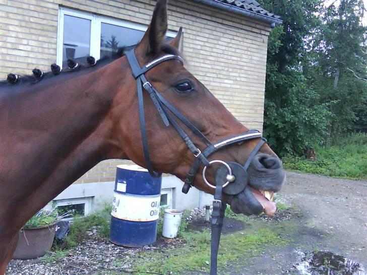 Fuldblod (XX) Star Light [R.I.P] - Ja, spørg ikke mig hvad hun har gang i? billede 12