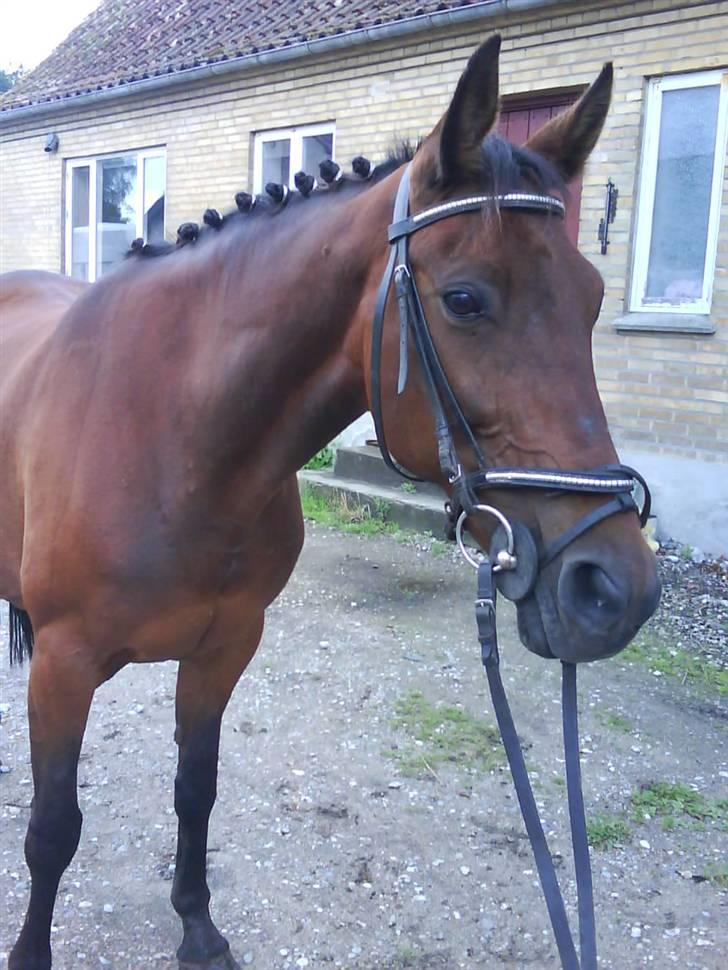 Fuldblod (XX) Star Light [R.I.P] - Model billede 13