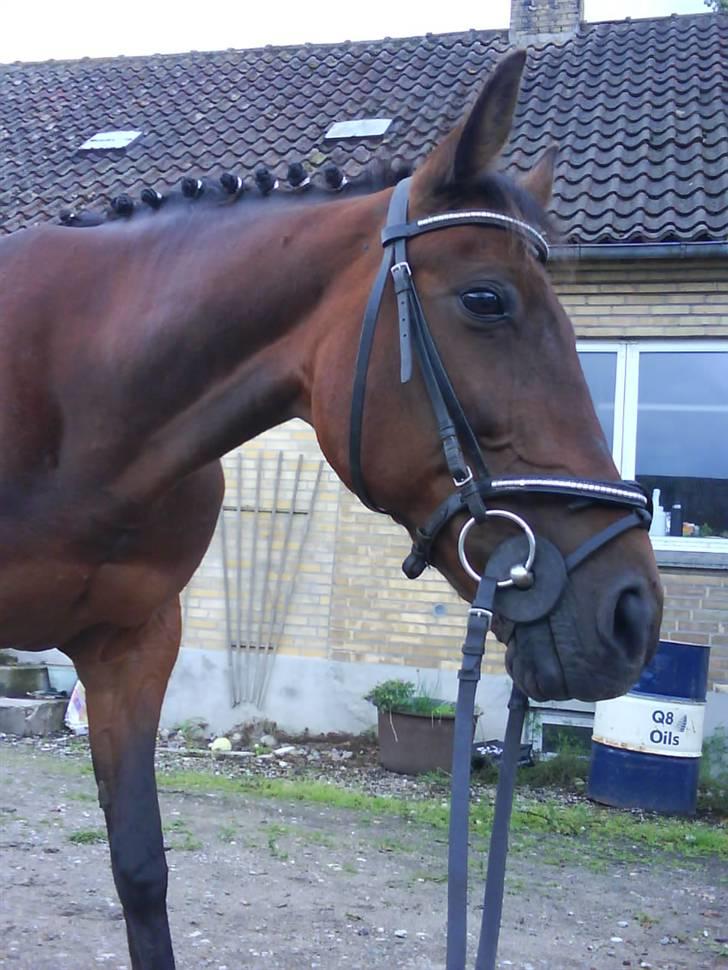 Fuldblod (XX) Star Light [R.I.P] - Lidt lækker? billede 14