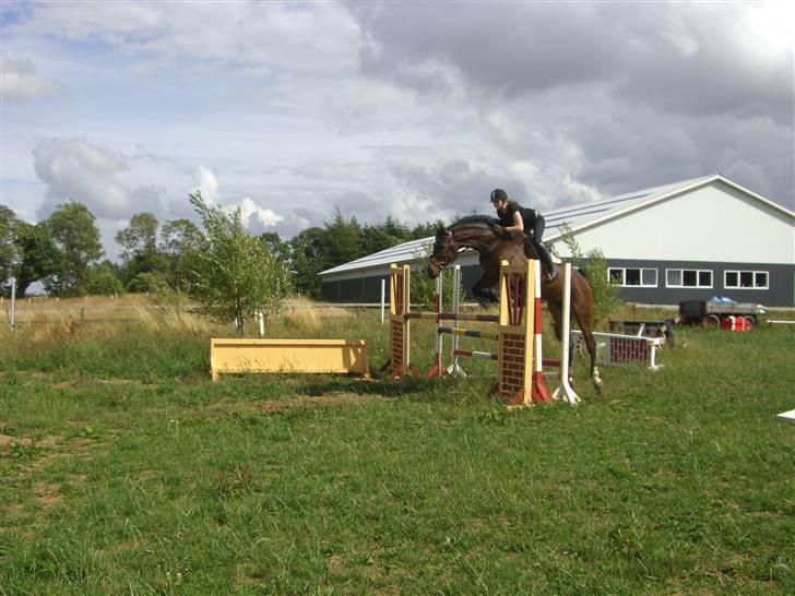 Dansk Varmblod Nørringholms LakostaSOLGT billede 16