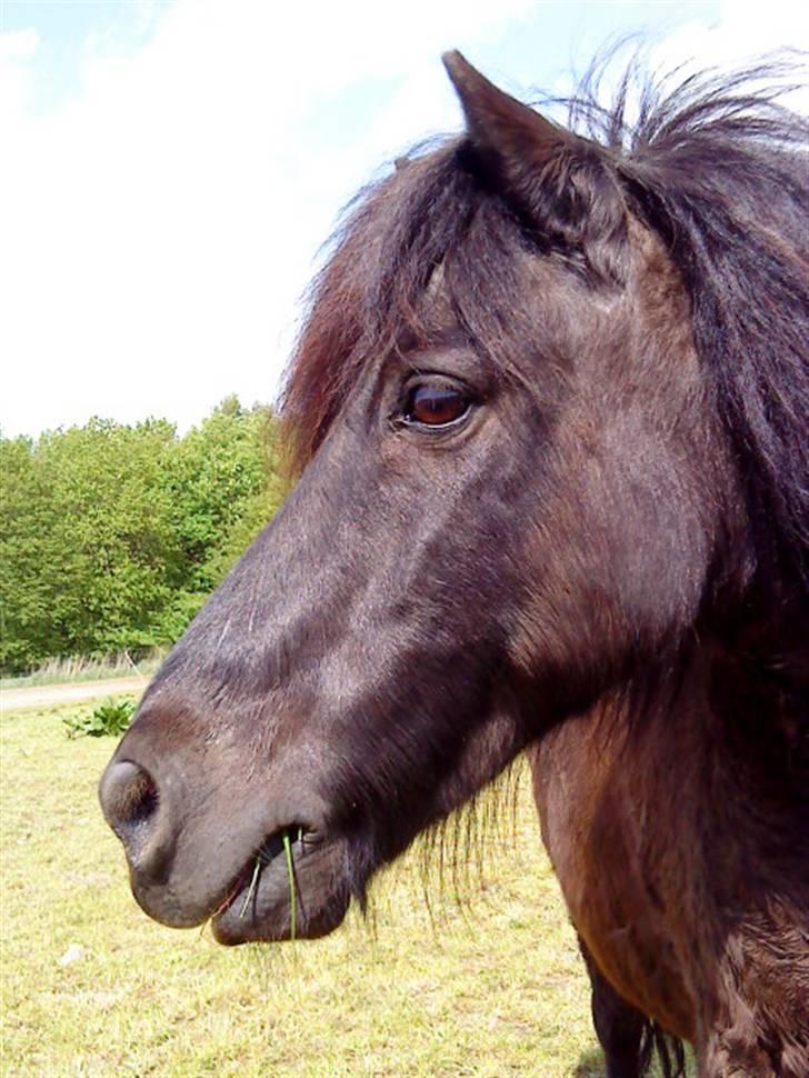 Shetlænder Klaus billede 6