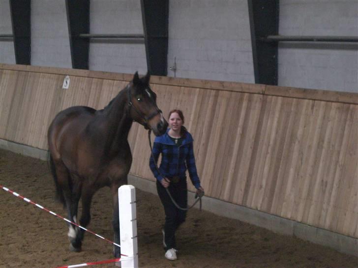 Dansk Varmblod Nørringholms LakostaSOLGT billede 17