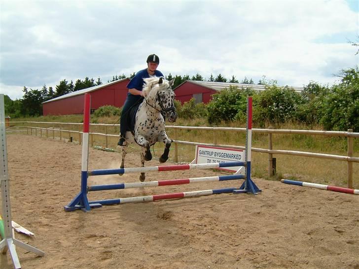 Knabstrupper Charmeur *solgt* - wee vi springer :-) billede 11