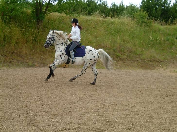 Knabstrupper Charmeur *solgt* - Sara (Red Angel) på Charmeur - galop billede 12