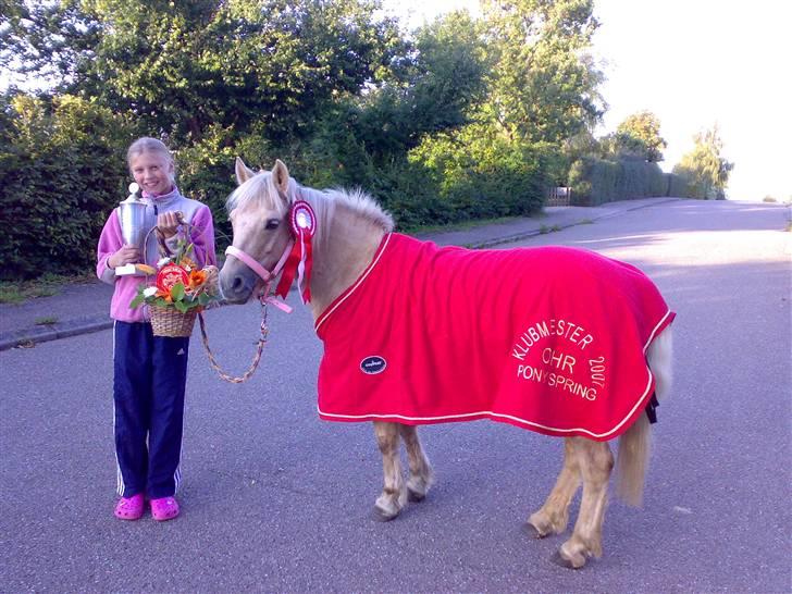 Palomino Caco ( R.I.P ) - Caco og mig da vi er kommet hjem og var blevet klumester 2007 i OHR billede 1