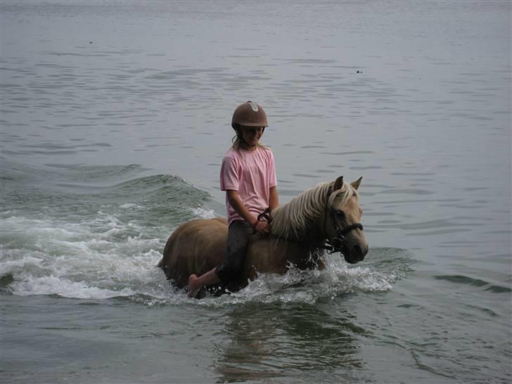 Palomino Caco ( R.I.P ) billede 3