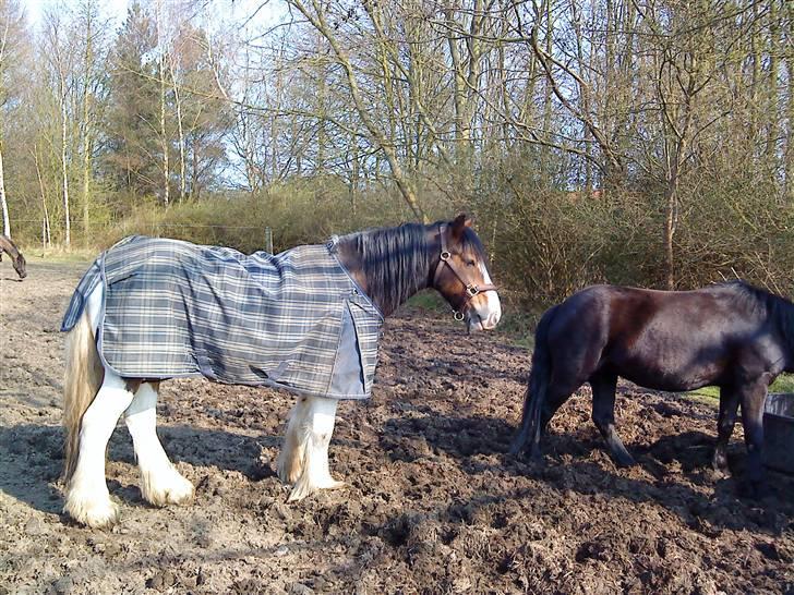 Tinker Robin billede 2