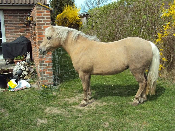 Palomino Caco ( R.I.P ) billede 7