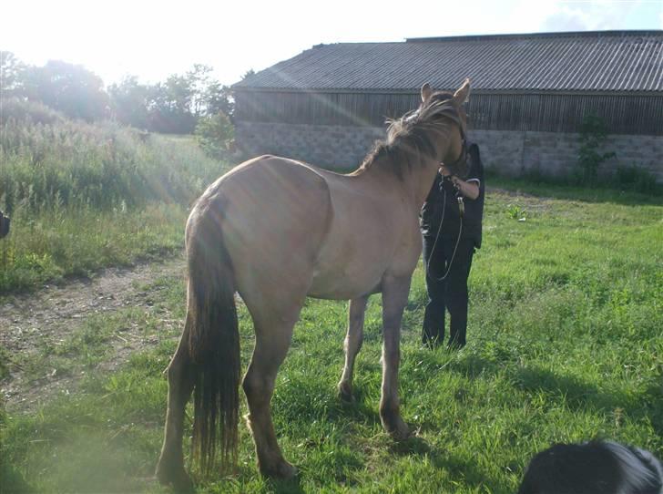 Anden særlig race MIsti "død" billede 2